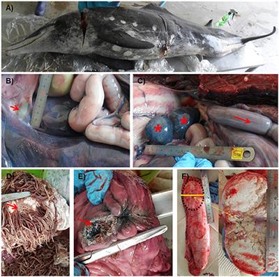 Pathological and Genomic Findings of Erysipelothrix rhusiopathiae Isolated From a Free-Ranging Rough-Toothed Dolphin Steno bredanensis (Cetacea: Delphinidae) Stranded in Korea